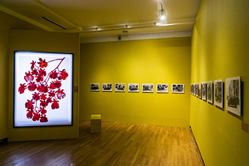 Hall 7 « Flower battles, a Nice celebration », © Ville de Nice