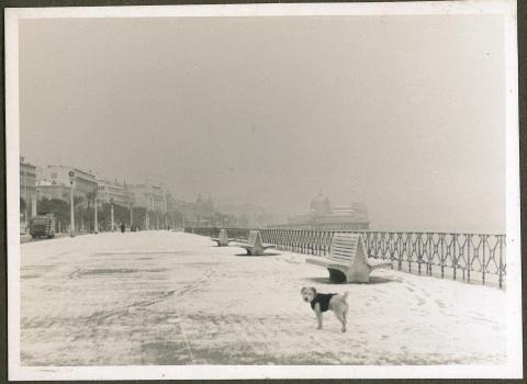 Promenade enneigée pour le chien de Louis et Hilda